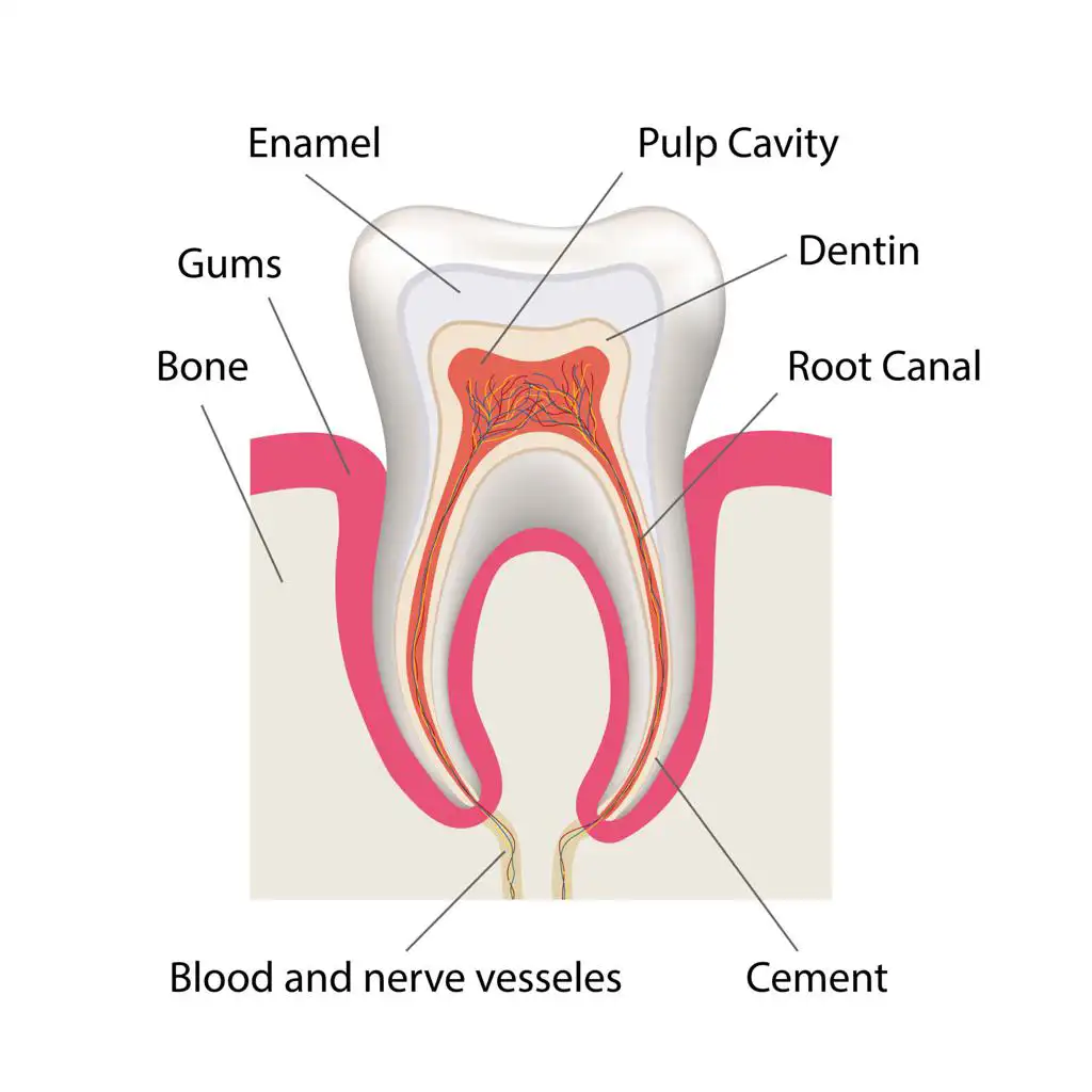 Detailed tooth anatomy showing enamel, dentin, pulp chamber, nerves, and blood vessels
